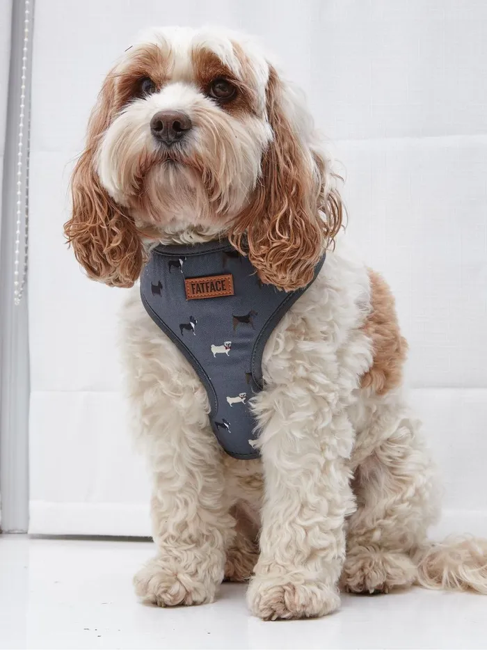 Pet Accessories Fat Face Grey Dogs Medium Harness
